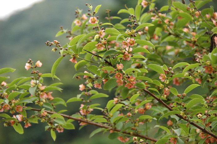 平安夜送花还是圣诞节送花