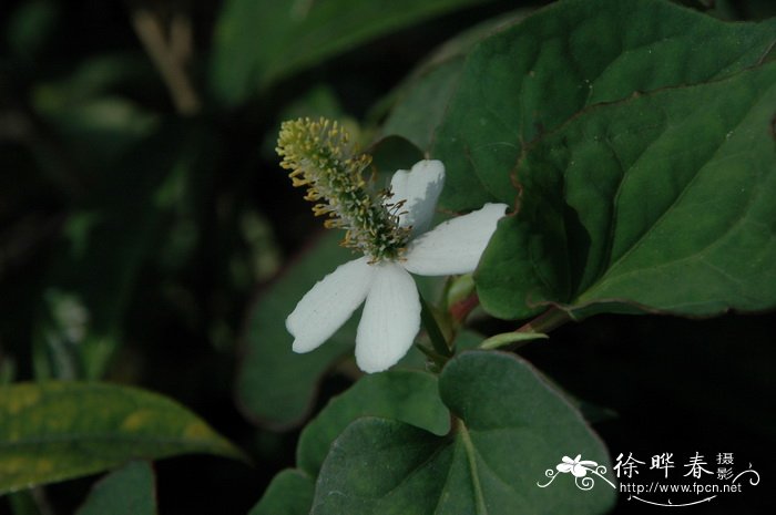 松针茶的功效与作用及食用方法