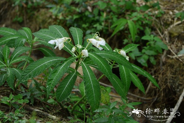 银叶菊