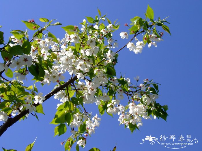 无花果几年结果