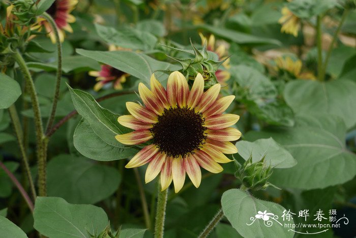 各种鲜花图片大全