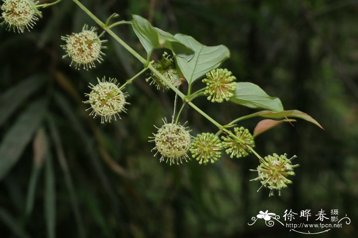 菏泽牡丹花会时间