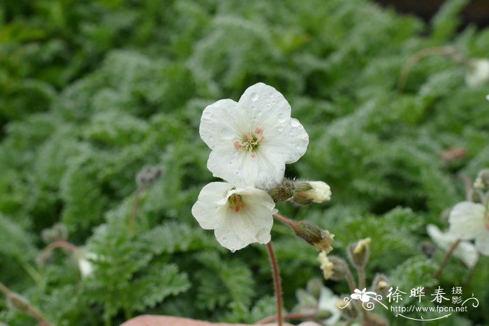 长寿花的特点