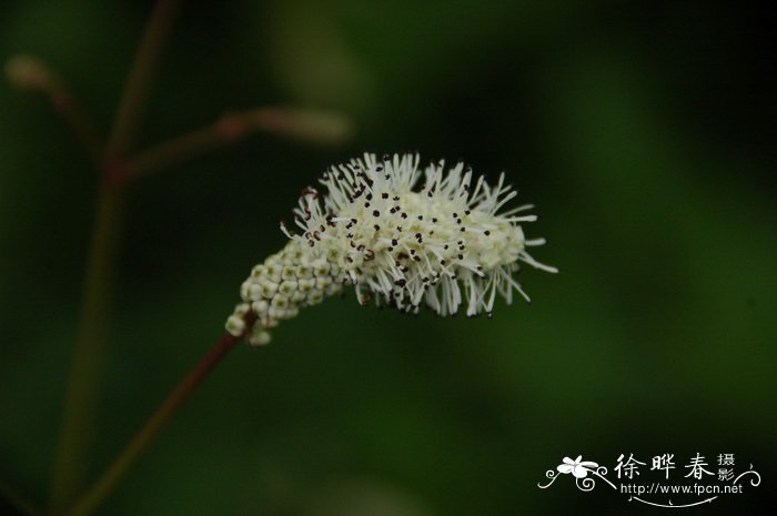 荸荠这两个字怎么念