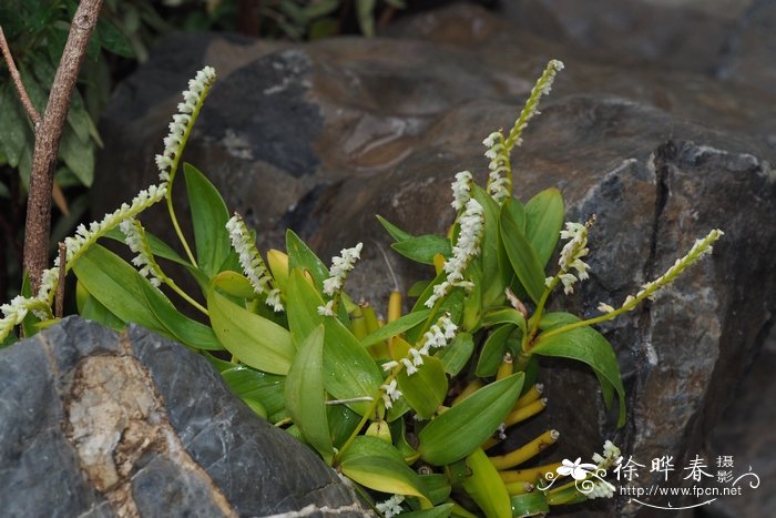 菠萝什么季节