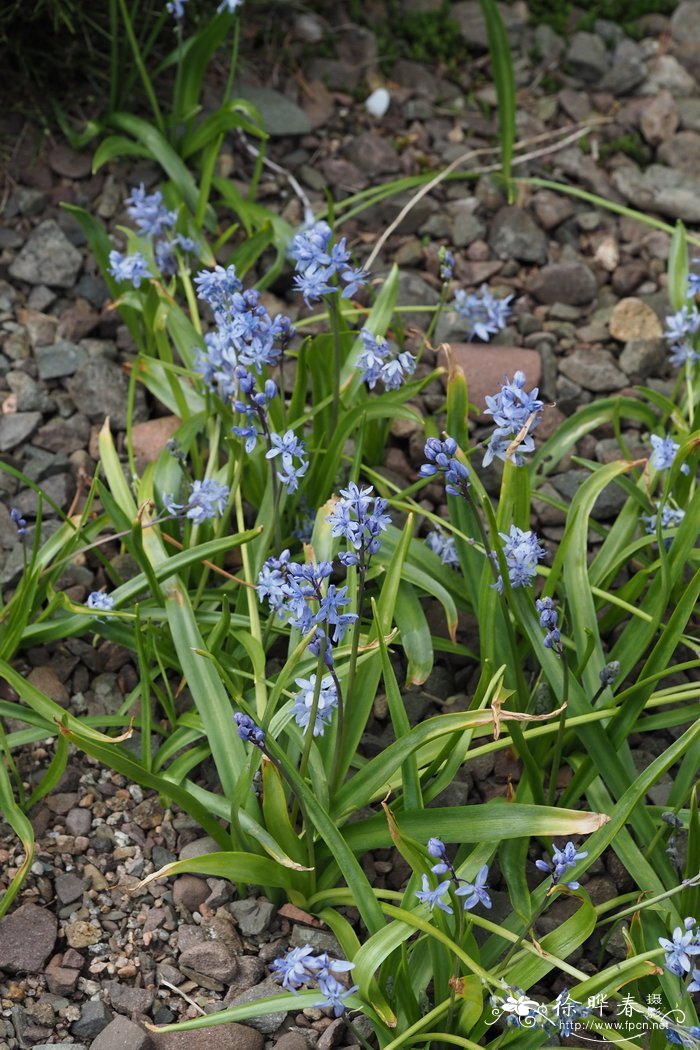 青蒜种植