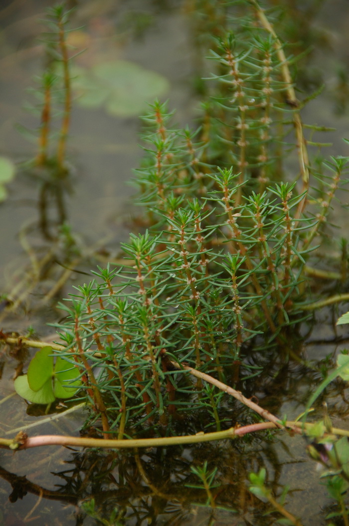 常绿植物