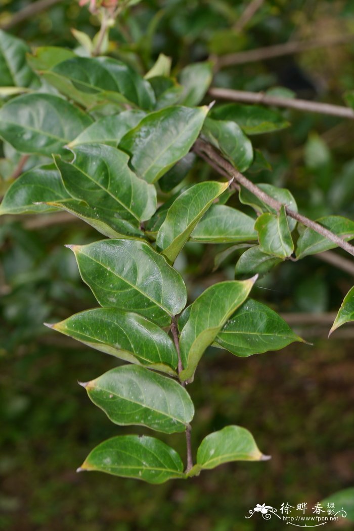 黄金万两植物客厅风水