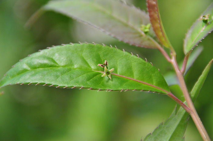 苹果树苗