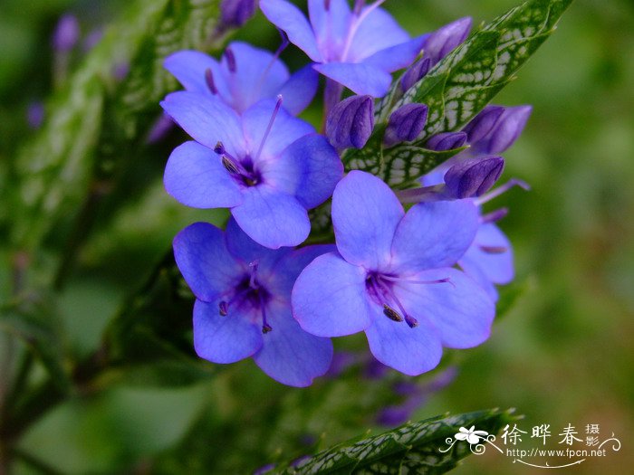 黄花菜有毒吗