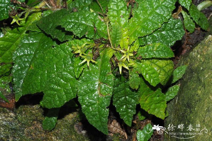 碗莲的种植方法水培视频教程