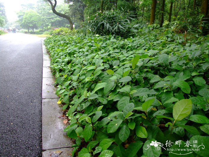 腊梅盆景