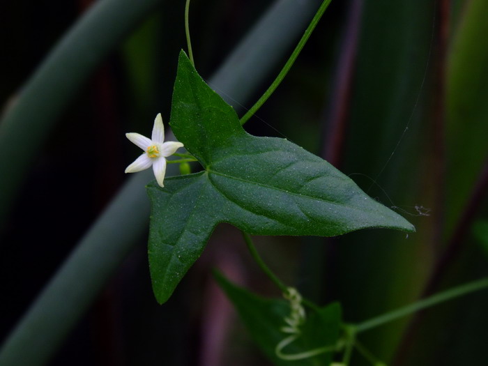 孔雀草花期