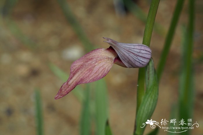 昙花的花语和象征意义