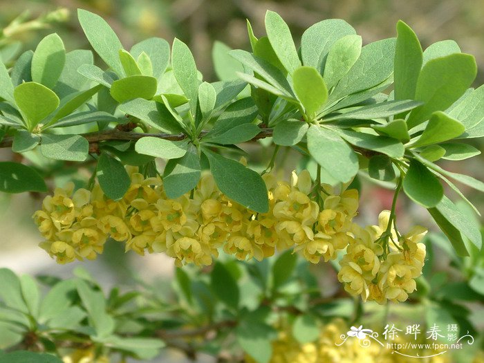 家里养四季海棠花好不好