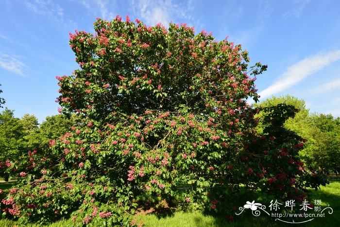 橙色郁金香花语和寓意