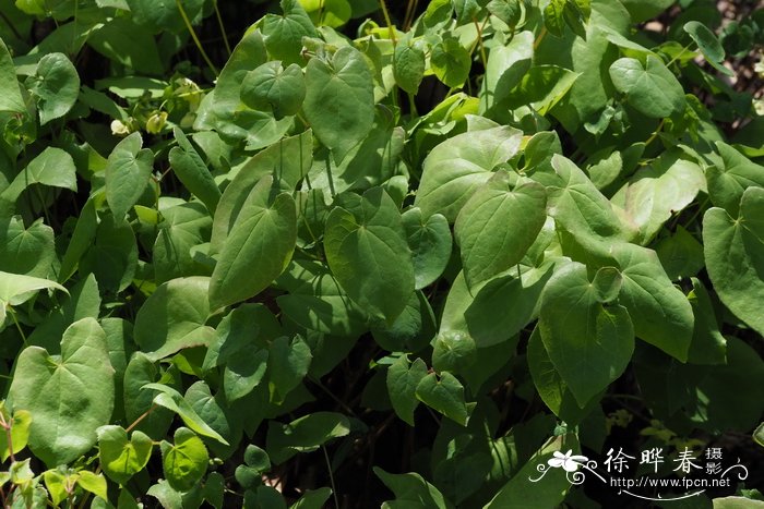 香蕉是什么季节的水果