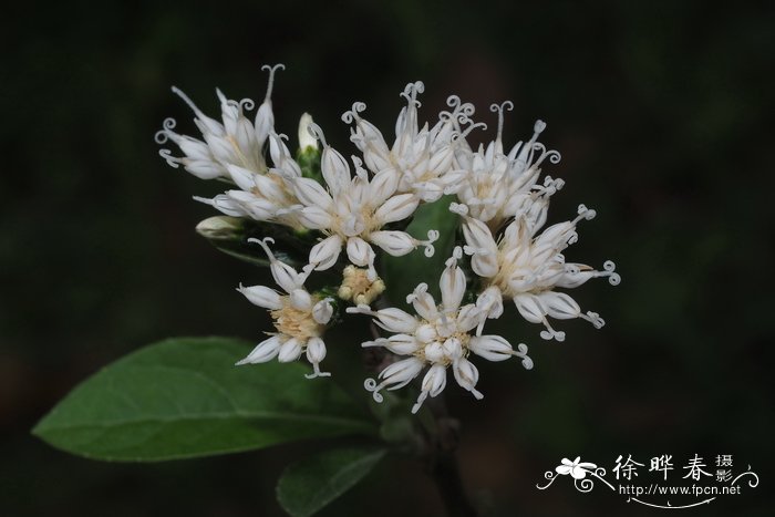 芙蓉雪莲