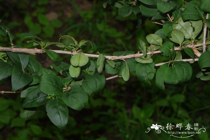 迎春花图片 春天