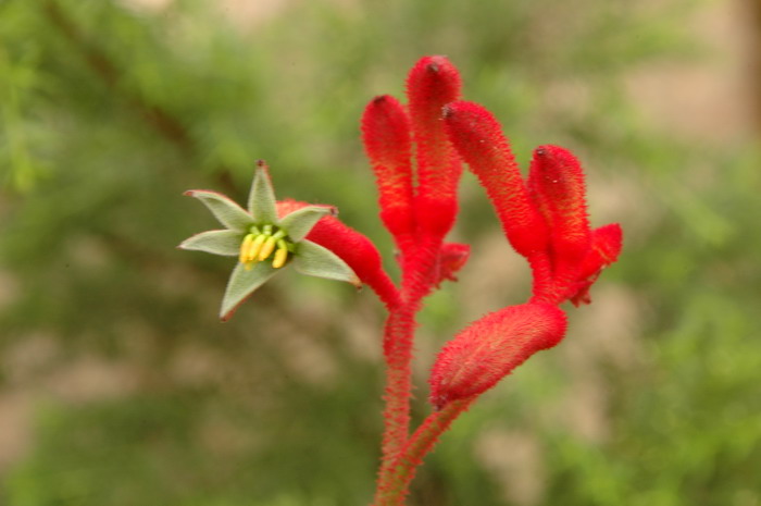 四季桂花树种植技术