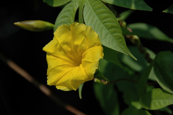 金银花种植