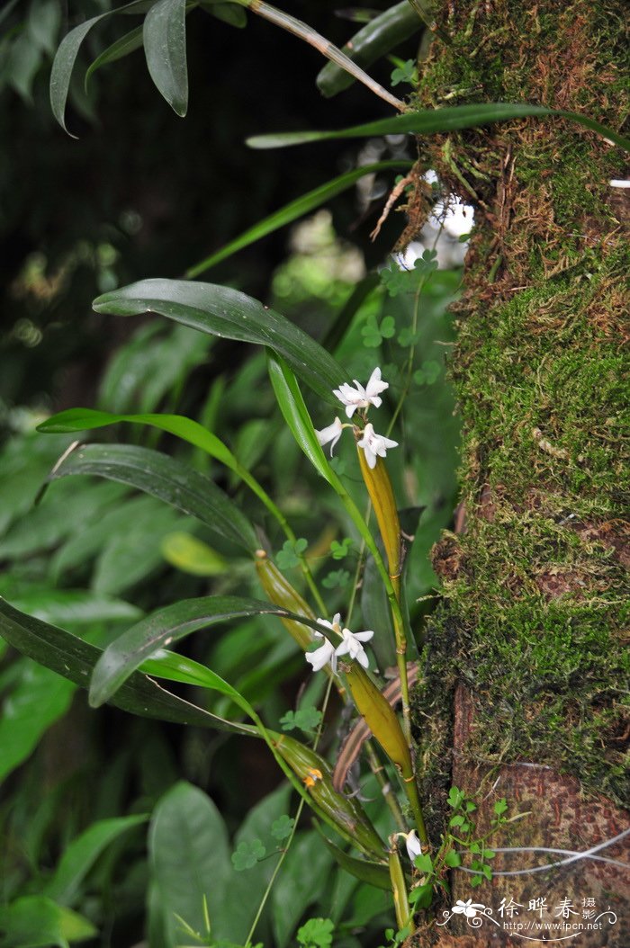 怎样养水仙花