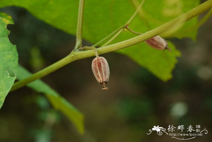 车厘子和樱桃有啥区别