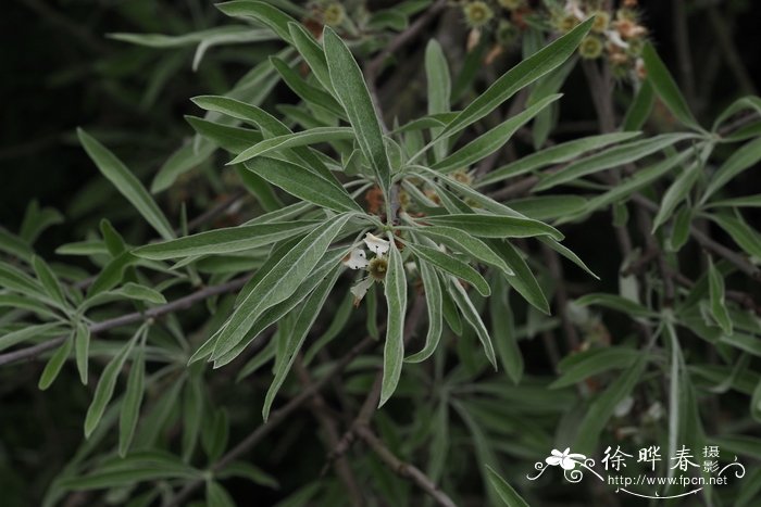 黄花菜的做法