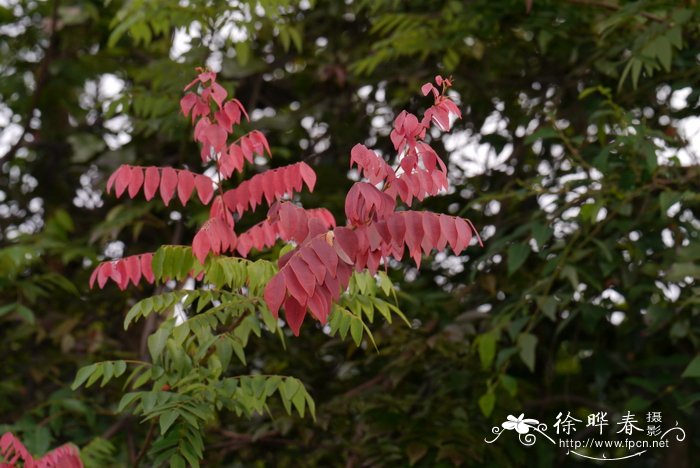 降龙木长什么样