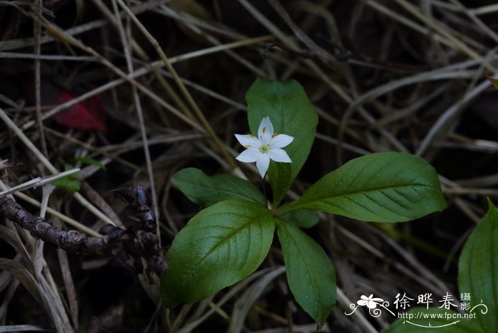 眼镜蛇瓶子草