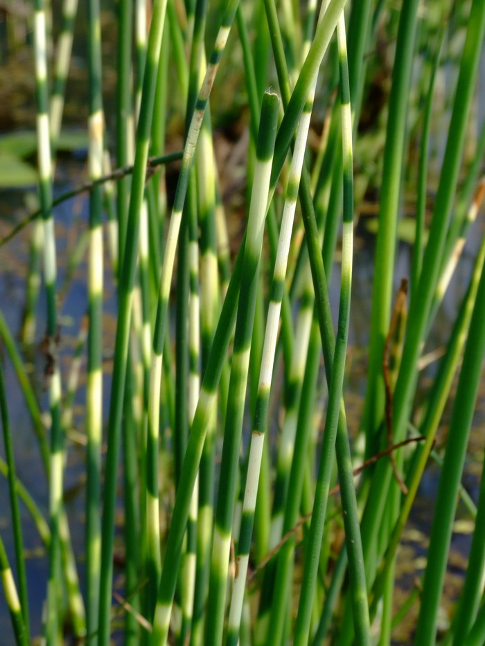 6朵玫瑰花代表什么意思