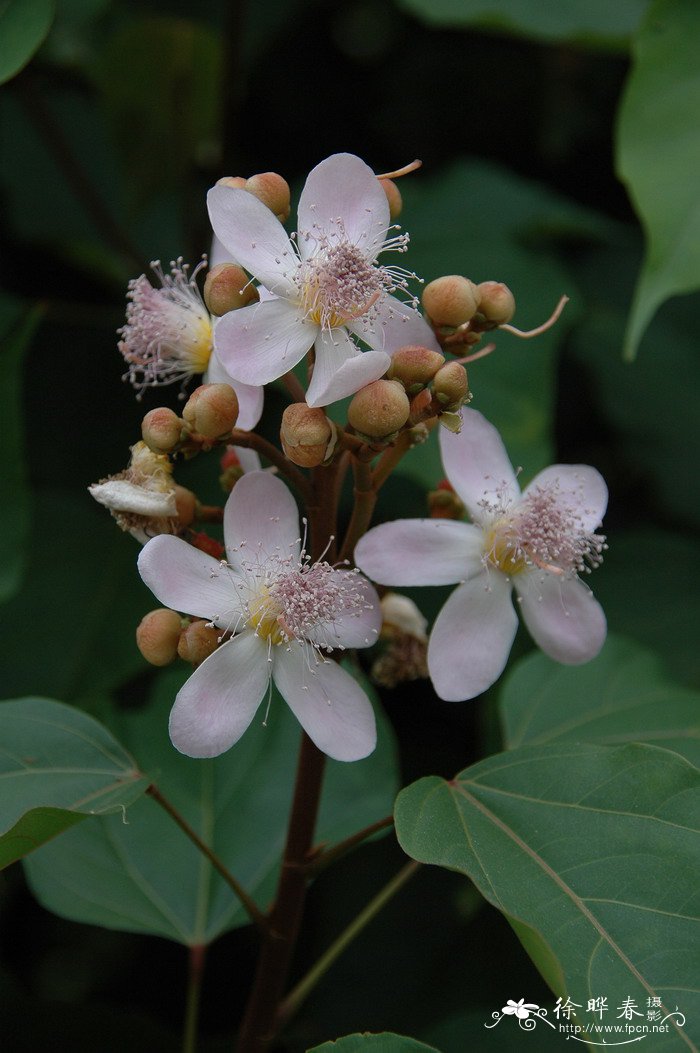 水仙花开花时间