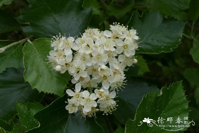 平安树缺水的症状