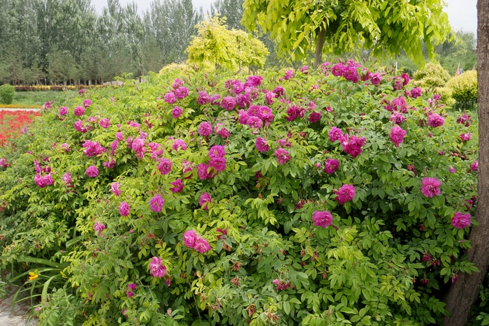 槐花花语