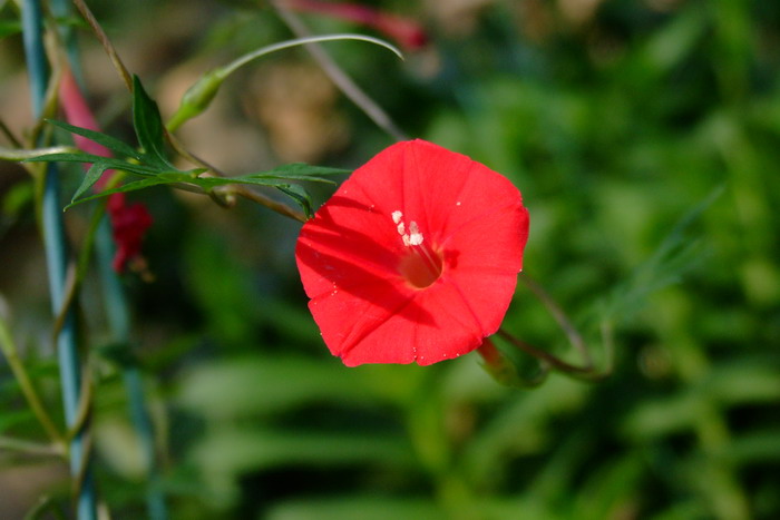 花梨