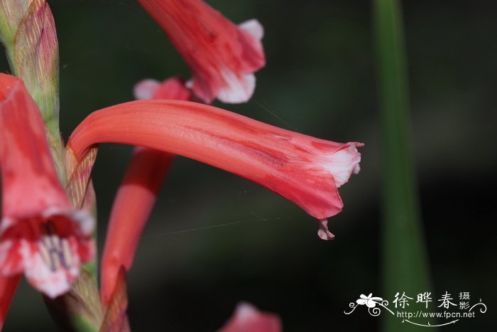 芦丁鸡寿命