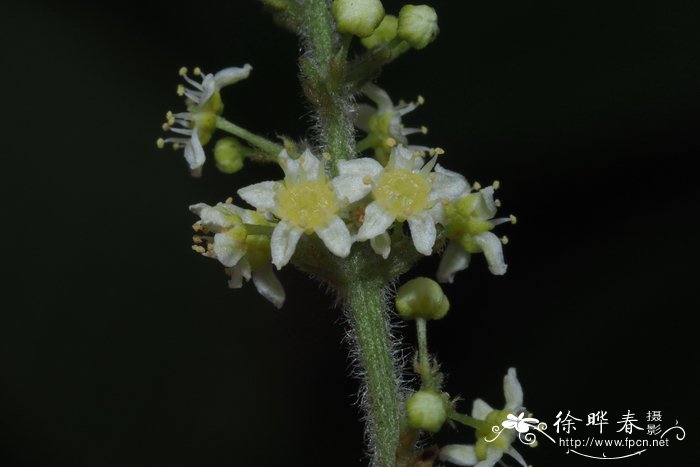 油菜花什么时候开