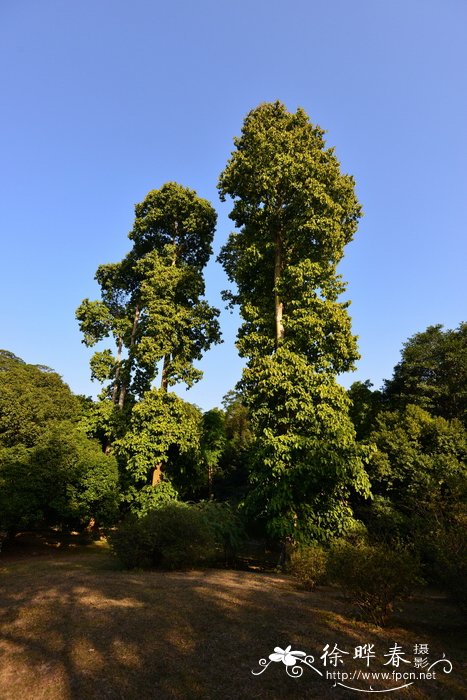 铁线莲花期