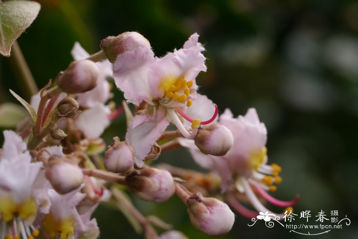 春季花卉