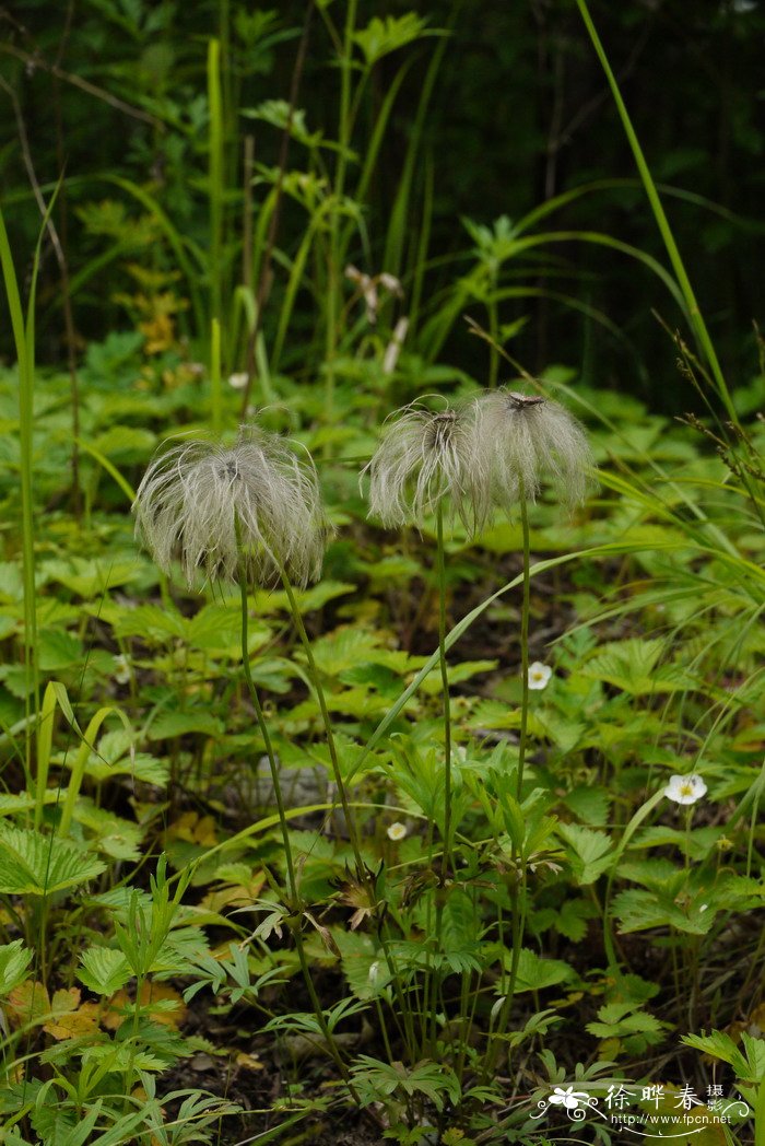 高杆月季