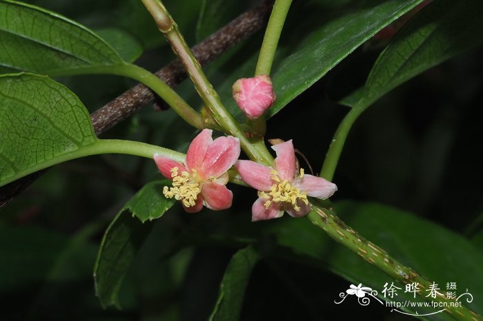 植物是怎样传播种子的