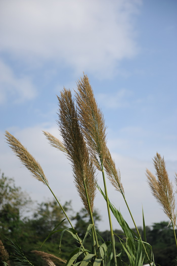 玫瑰花的特点