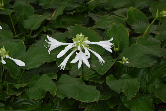 菊花都有些什么颜色