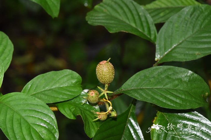 关于荷花的诗词