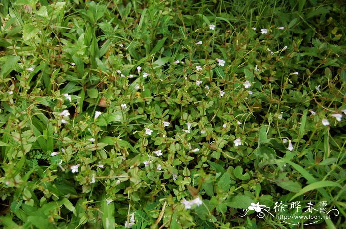 香蕉是什么季节的水果