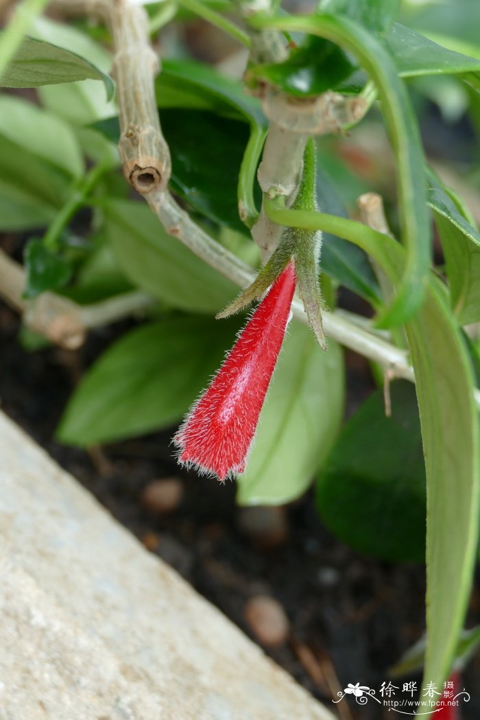 烟花菊