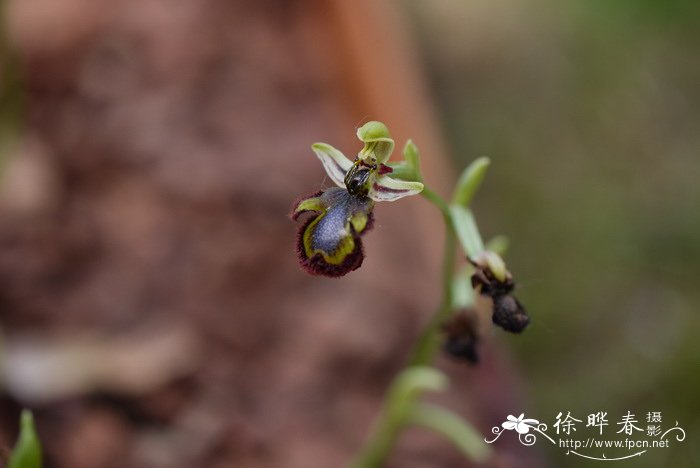 种花养花