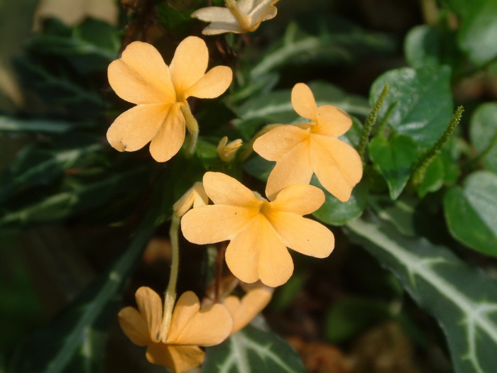 金银花种植