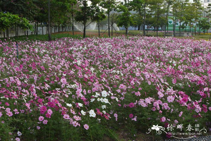 女生槟榔长什么样