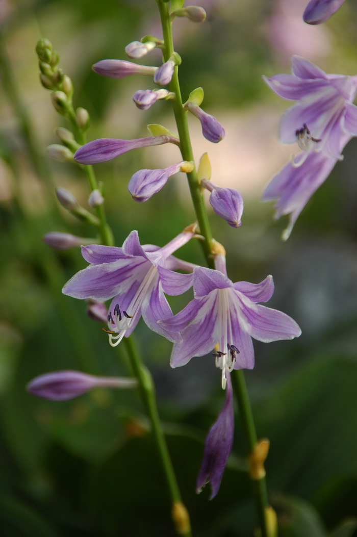 油桐花